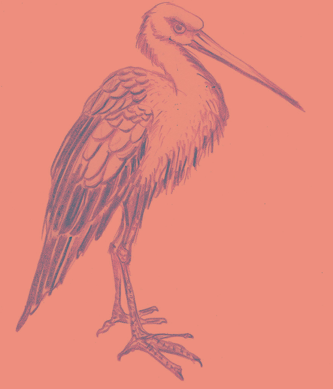 Red Stork